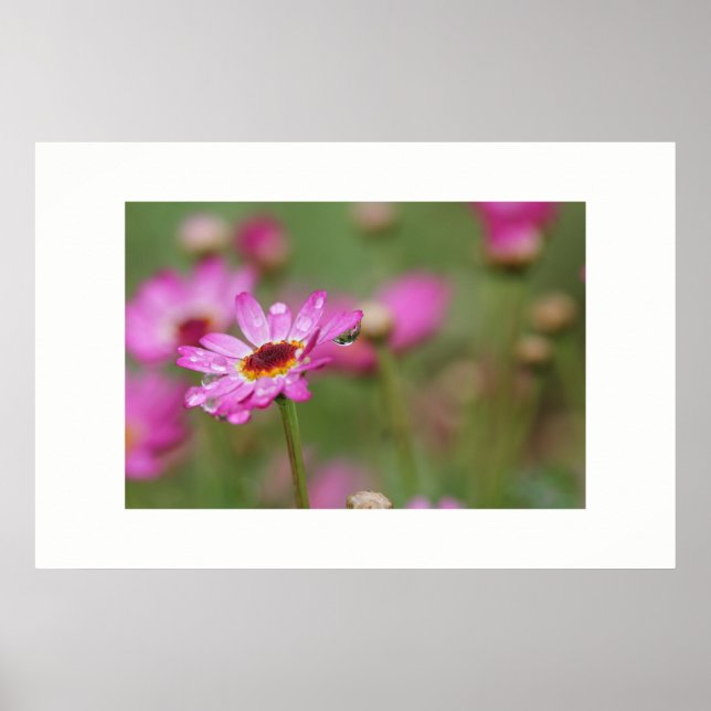 Linda Flor com Poster de chuva (Frente)