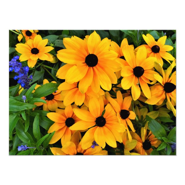 Linda Foto de Margarida Amarela (Frente)