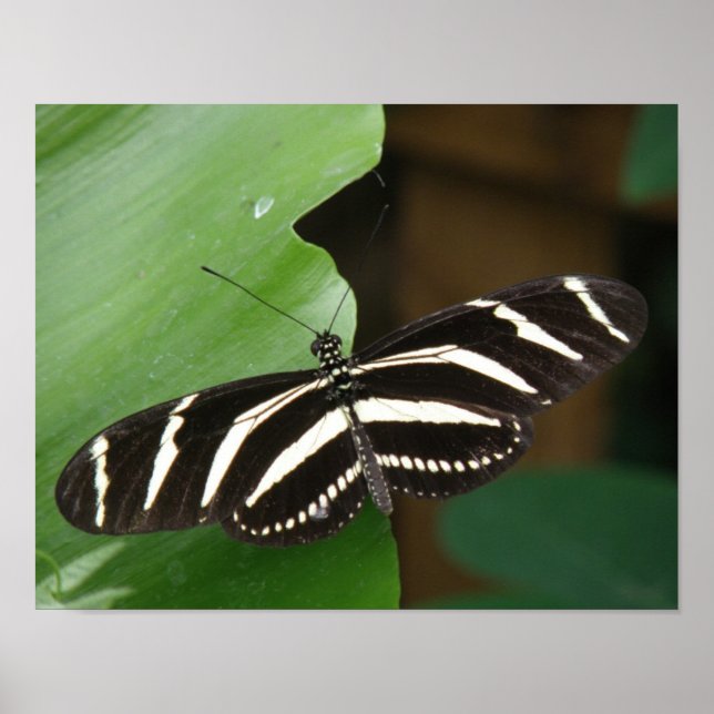 Linda Impressão de Borboleta Zebra Longwing (Frente)