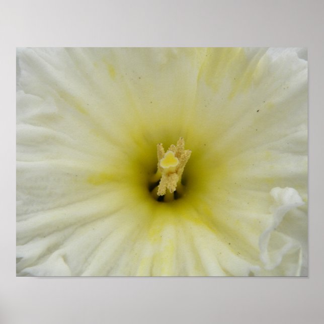 Linda Impressão de Narciso Pálido (Frente)