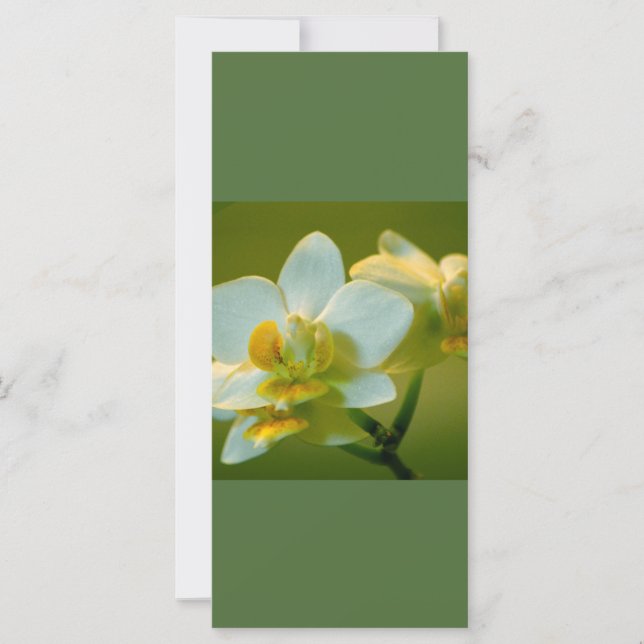 Lindas flores brancas de orquídea mantêm a calma l (Frente)