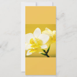 Lindas flores brancas de orquídea mantêm a calma l