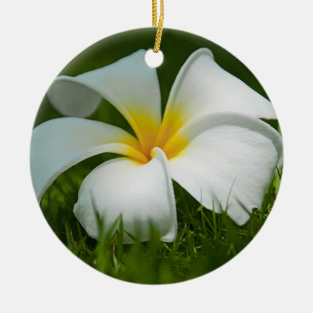 Lindas Flores Fechadas - Ornamentos (Frente)