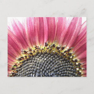 Lindo cartão postal de girassol rosa