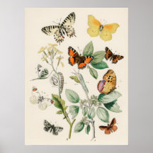 Lindo Cartaz de Impressão da Natureza com Borbolet
