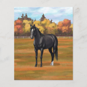 Lindo Cavalo Quarto de Milha Preto Garanhão