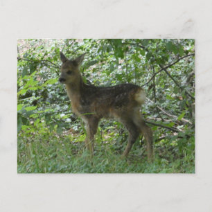 Lindo Cervo no Cartão Postal DIY da Floresta