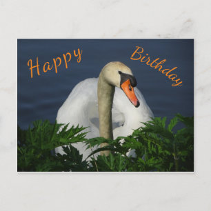 Lindo Cisne Feliz Aniversário Cartão Postal