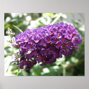 Lindo Impressão de Flores Roxas de Buddleia