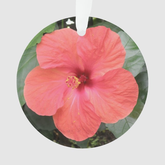 Lindo Ornamento Acrílico de Flor Laranja Hibiscus (Frente)