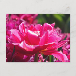 Lindo Tulipa Rosa Close Up Cartão Postal DIY