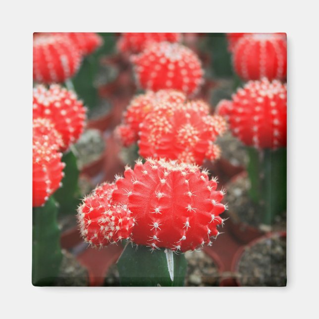Linha De Íman De Cactus (Frente)