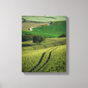 Linhas Curvy no impressão verde das canvas de
