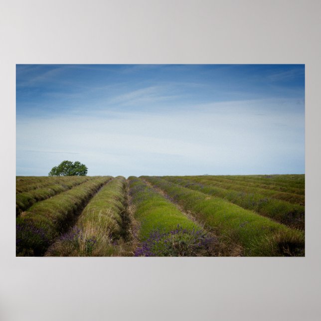 Linhas de lavanda após poster de colheita (Frente)