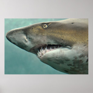 Linhas de tubarão de poster