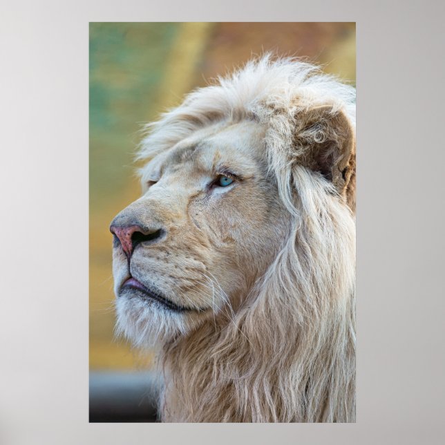 Lion Animal Wall Poster (Frente)
