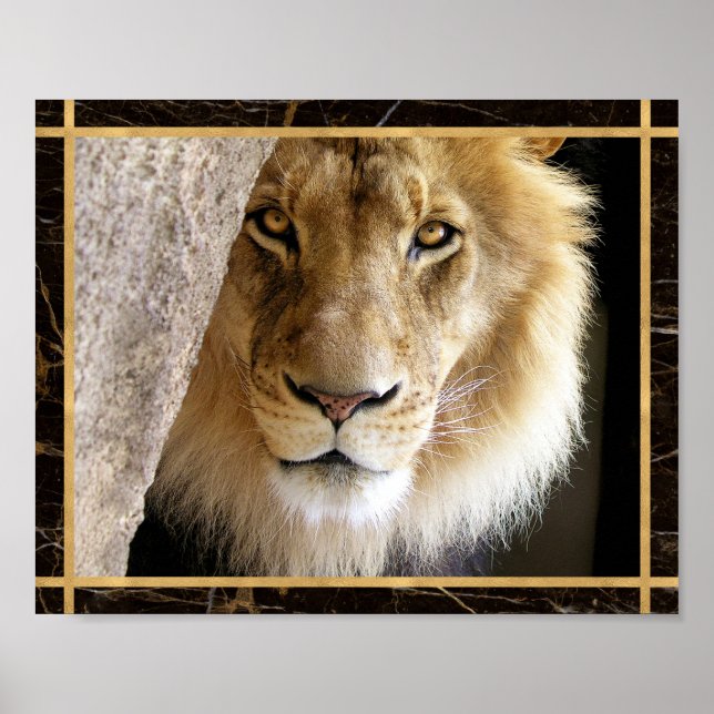 Lion Big Cat Photo Image Impressão (Frente)