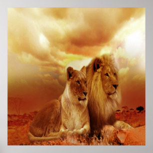 Lion e Lioness 24" x 24", papel de Poster de valor