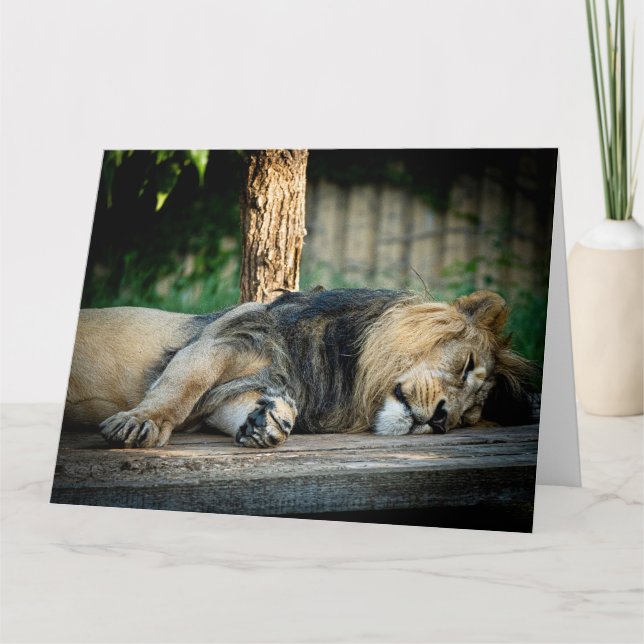 LION NAP FUNNY CARTÃO DE ANIVERSÁRIO (Frente)
