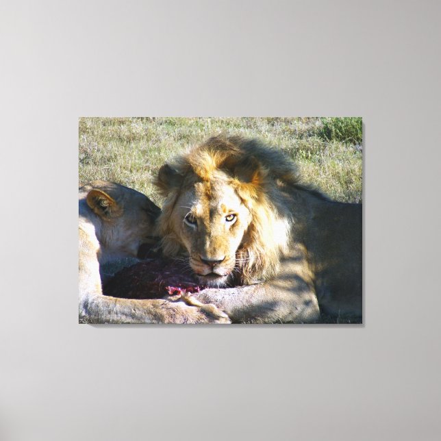 Lion Stare Stretard Canvas (Frente)