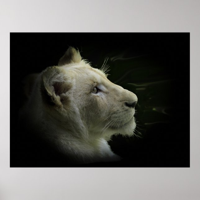Lion White Lion Wildlife Lion-Lover Poster (Frente)
