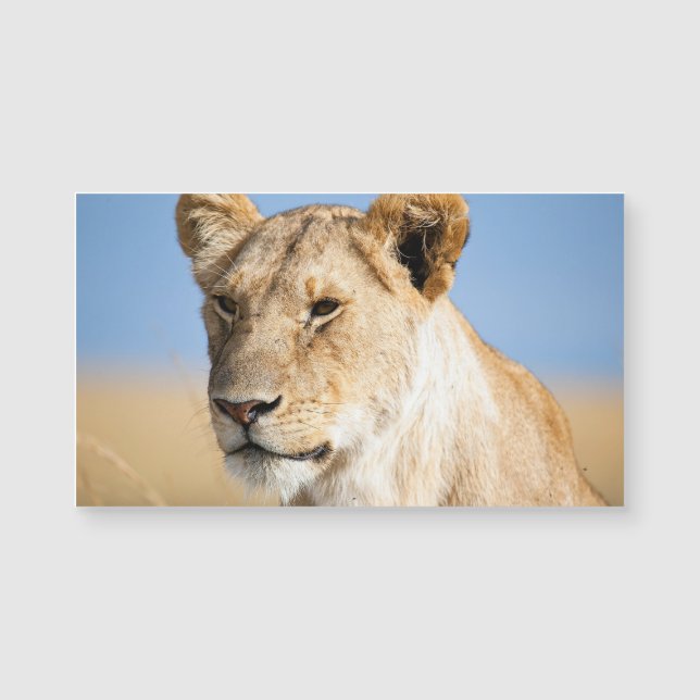 Lionalidade contra céu azul (Frente)