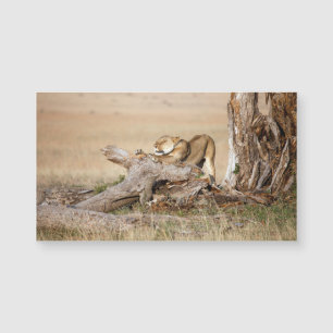 Lioness alongando