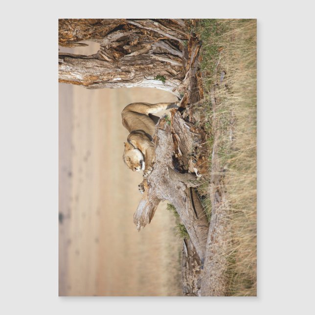 Lioness alongando (Frente)