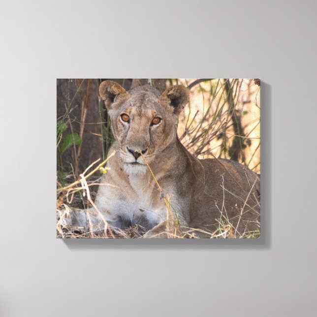 Lioness canvas print (Frente)