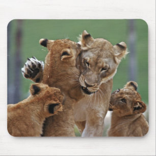 Lioness e Mousepad de 3 Cubs