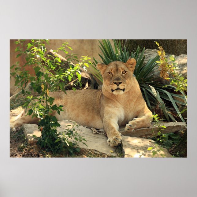 Lioness Poster (Frente)