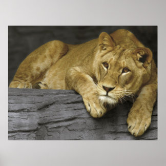 Lioness Poster