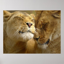 Lioness Poster