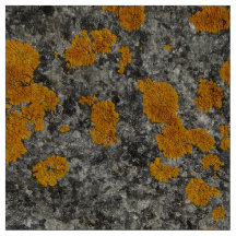 líquene no tecido da foto do granito