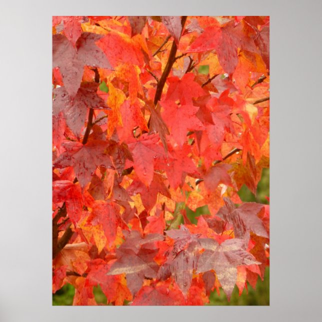Liquidambar deixa Poster (Frente)