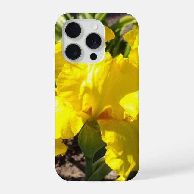 Lírio Amarelo Brilhante, (Verso)