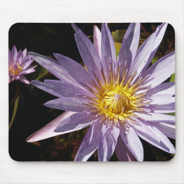 Lírio de água roxo Mousepad (Frente)