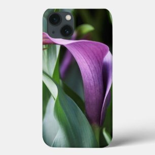 Lírio de Calla em Ombre roxo