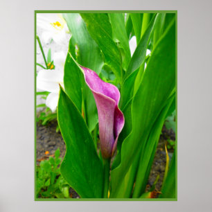 Lírio de Calla roxo do poster