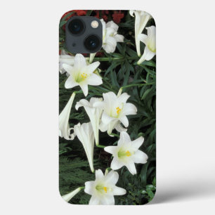 Lírio-de-Páscoa (Lilium regale)