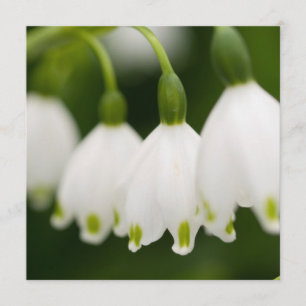 Lírio dos convites do vale