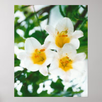 Lírios brancos - Lilium candidum Poster