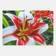 Lírios vermelhos e brancos vibrantes