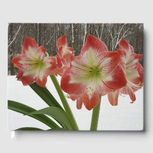 Livro De Visitas Amaryllis no Feriado Vermelho de Neve Floral de in