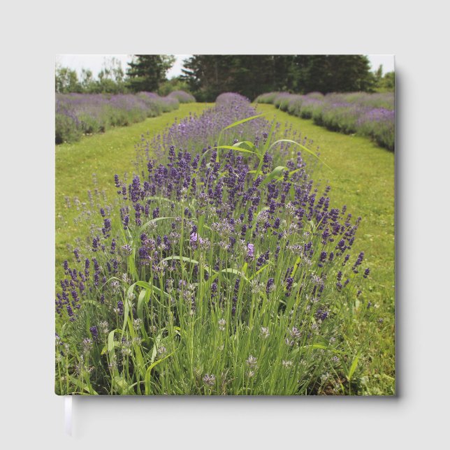 Livro De Visitas Fazenda de Lavanda de Seafoam (Frente)