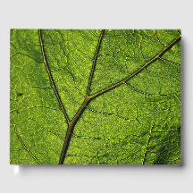 Folha de Borboleta Verde