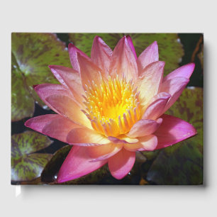 Livro De Visitas Foto Lily De Água Rosa