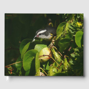 Livro De Visitas Fotografia Tropical do Pássaro Bananaquit Comendo