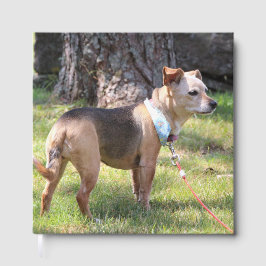 Livro De Visitas Lily