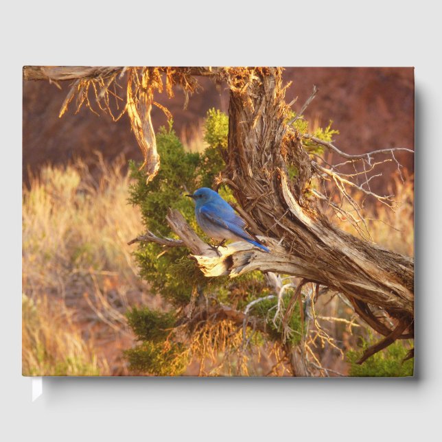 Livro De Visitas Mountain Bluebird no Parque Nacional de Arches (Frente)